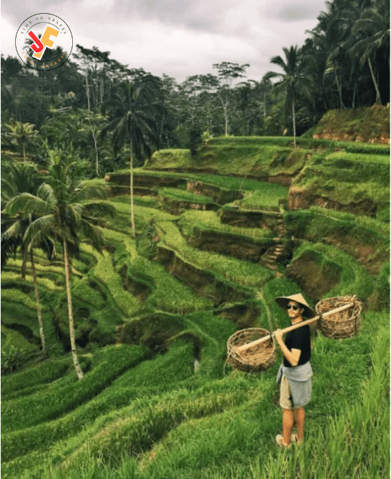 Tegalalang Ceking Rice Terrace